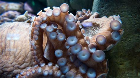 do octopus have teeth in their suction cups